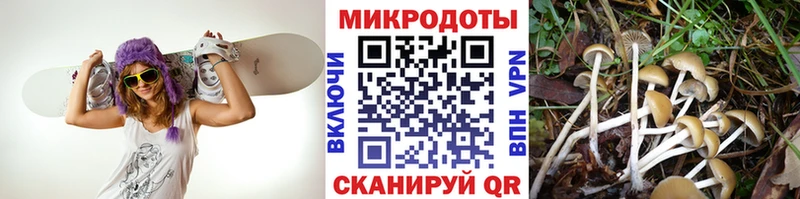 Галлюциногенные грибы Psilocybe  как найти наркотики  Новомичуринск 